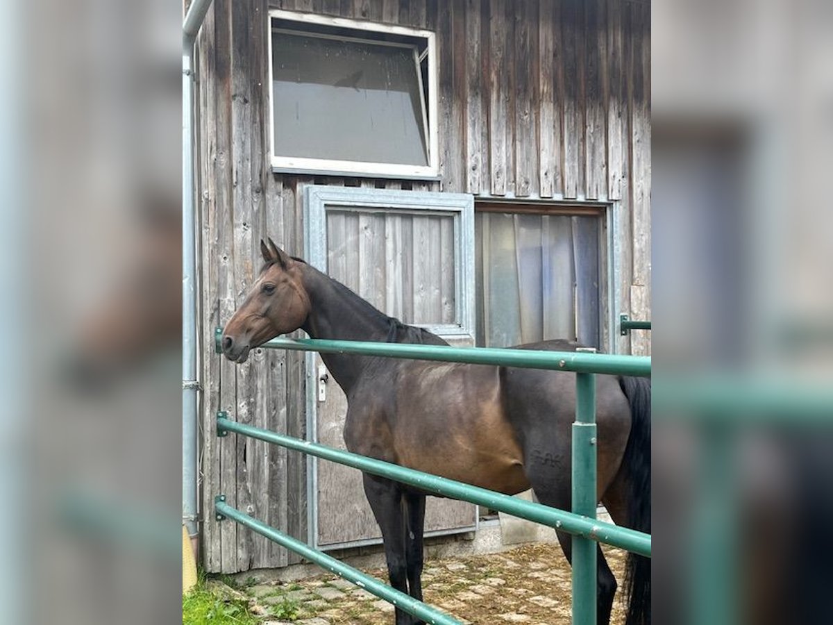 Cheval de sport allemand Jument 16 Ans 150 cm Bai brun in Oberviechtach