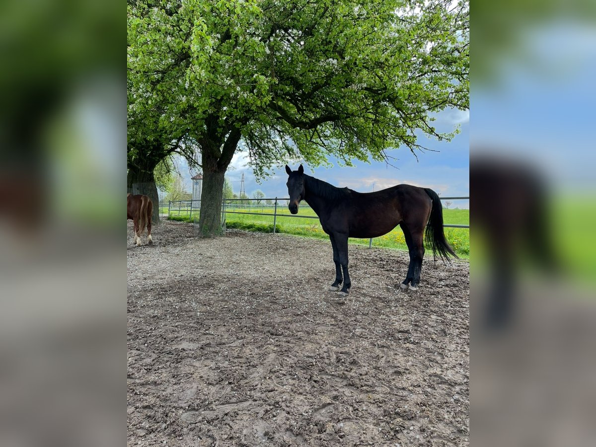 Cheval de sport allemand Jument 16 Ans 163 cm in Amstetten