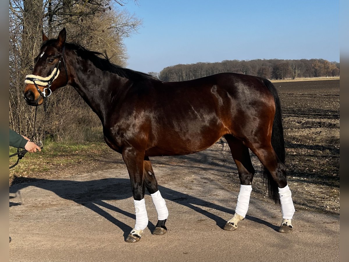 Cheval de sport allemand Jument 16 Ans 164 cm Bai brun in Friedersdorf