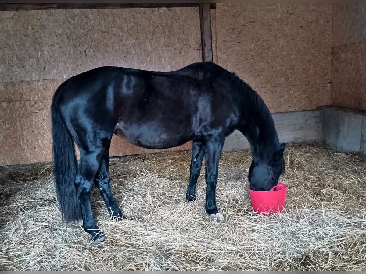 Cheval de sport allemand Jument 16 Ans 165 cm Noir in Frauenstein