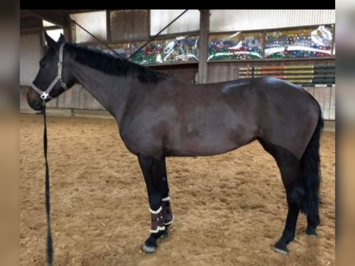 Cheval de sport allemand Jument 16 Ans 165 cm Noir in Frauenstein