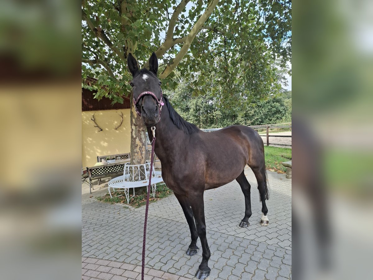 Cheval de sport allemand Jument 16 Ans 168 cm Bai brun in Weilrod