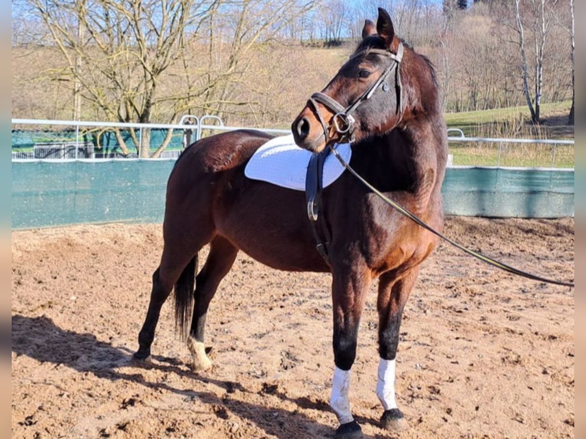 Cheval de sport allemand Jument 16 Ans 168 cm Bai in Frauenstein