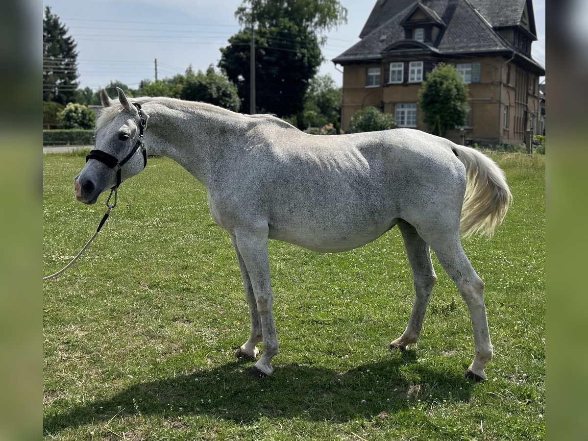 Cheval de sport allemand Jument 16 Ans 168 cm Gris in Zeulenroda-Triebes