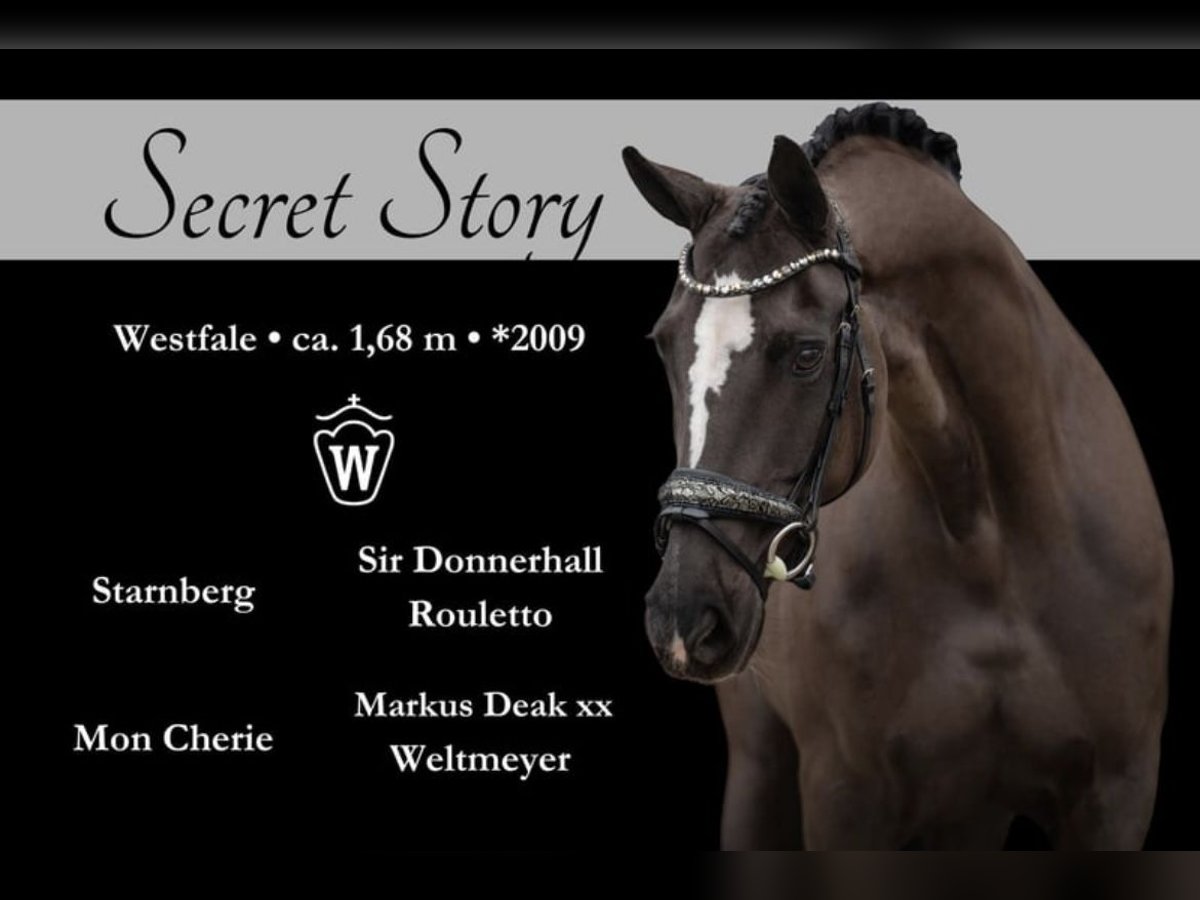 Cheval de sport allemand Jument 16 Ans 170 cm Noir in Garching bei M&#xFC;nchen