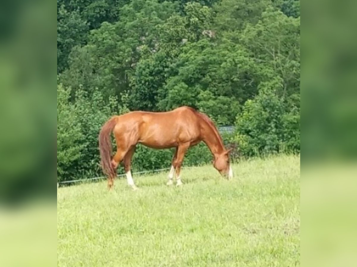 Cheval de sport allemand Jument 16 Ans 172 cm Alezan in Frauenstein