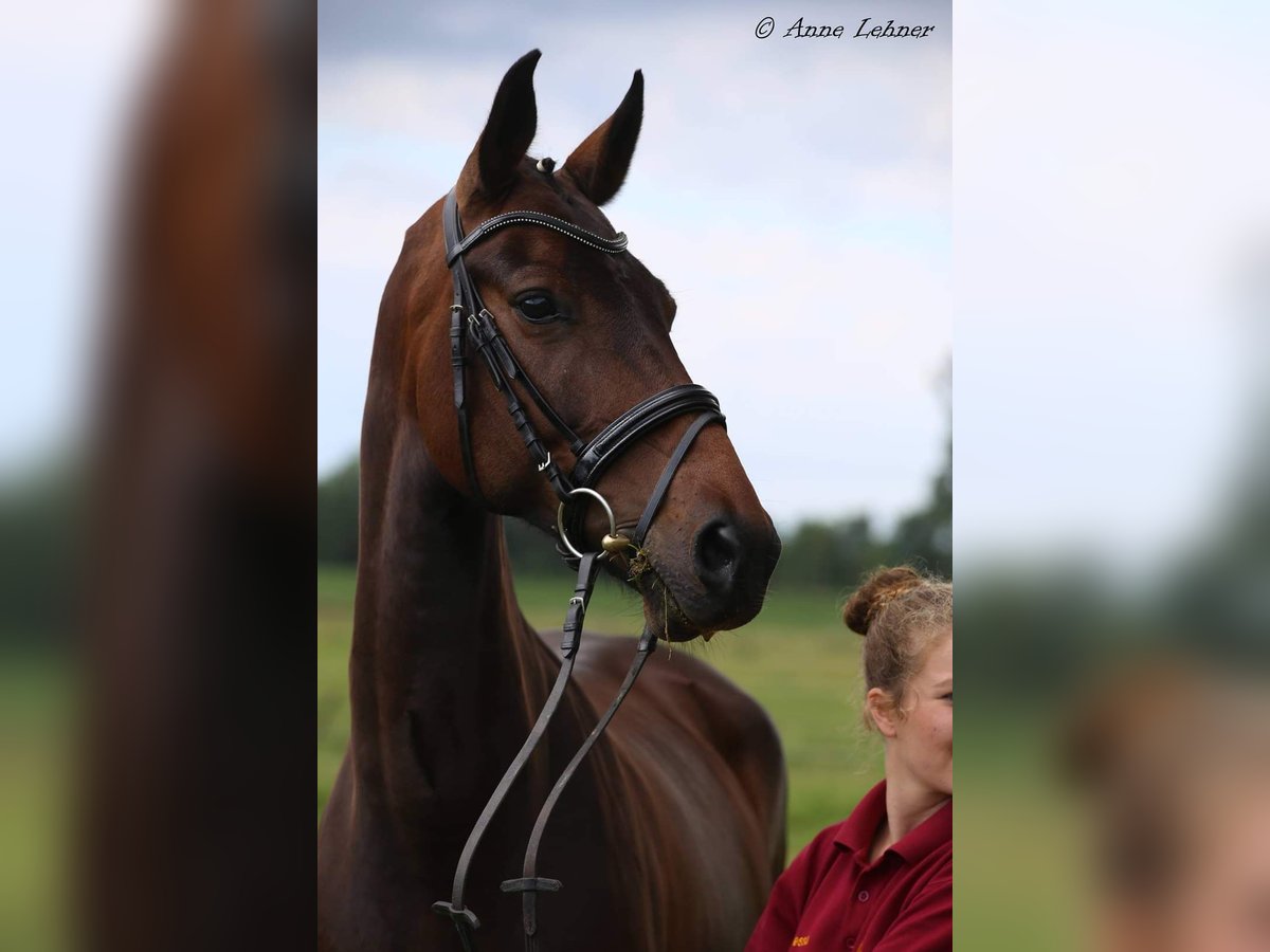 Cheval de sport allemand Jument 17 Ans 161 cm Bai brun in Trebbin