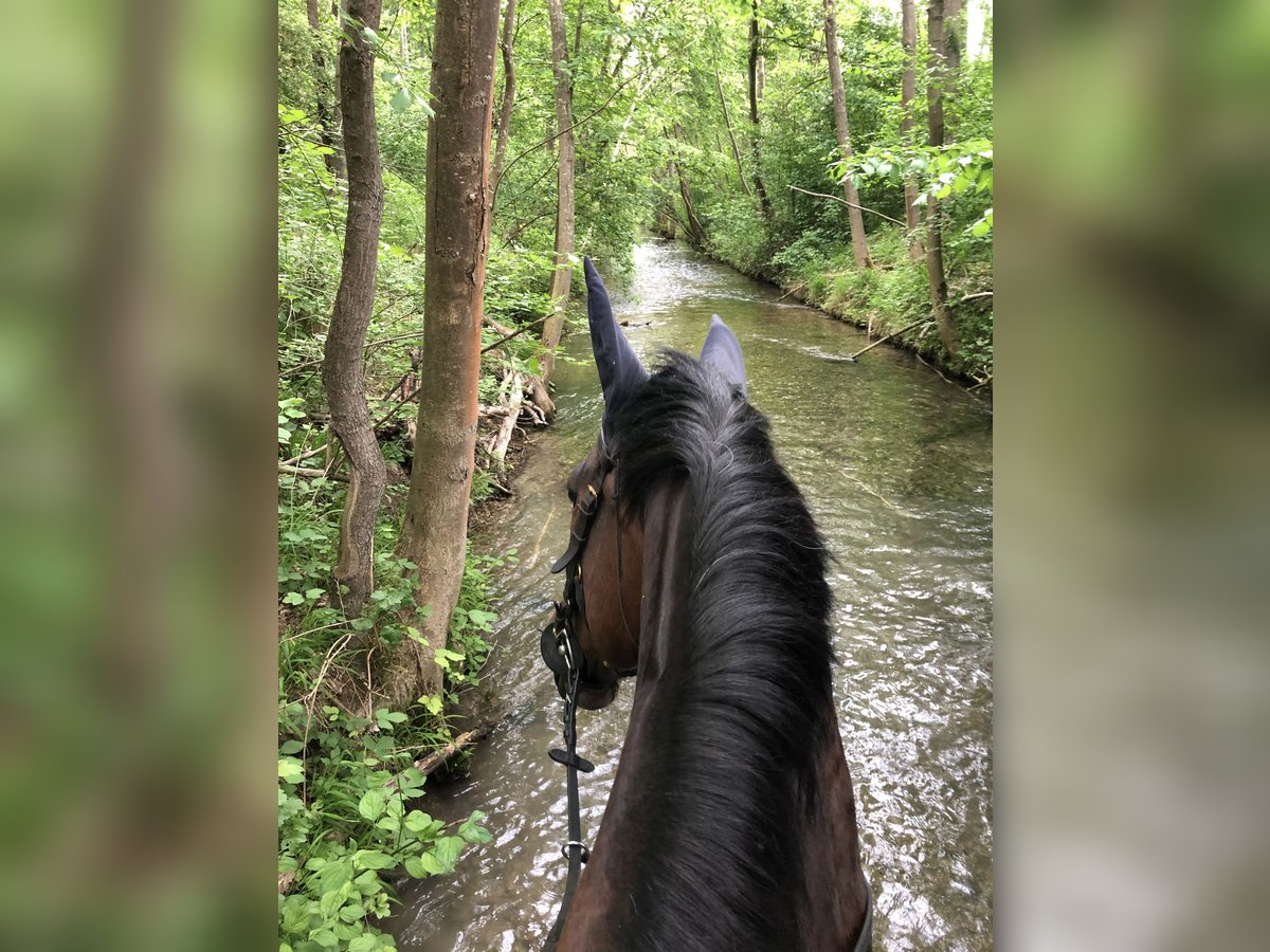 Cheval de sport allemand Jument 19 Ans 171 cm Bai in Zorneding