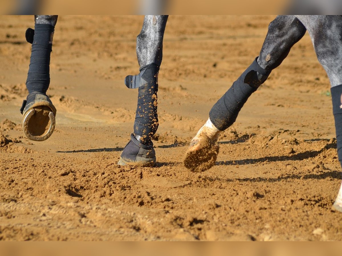 Cheval de sport allemand Jument 19 Ans in Theisseil