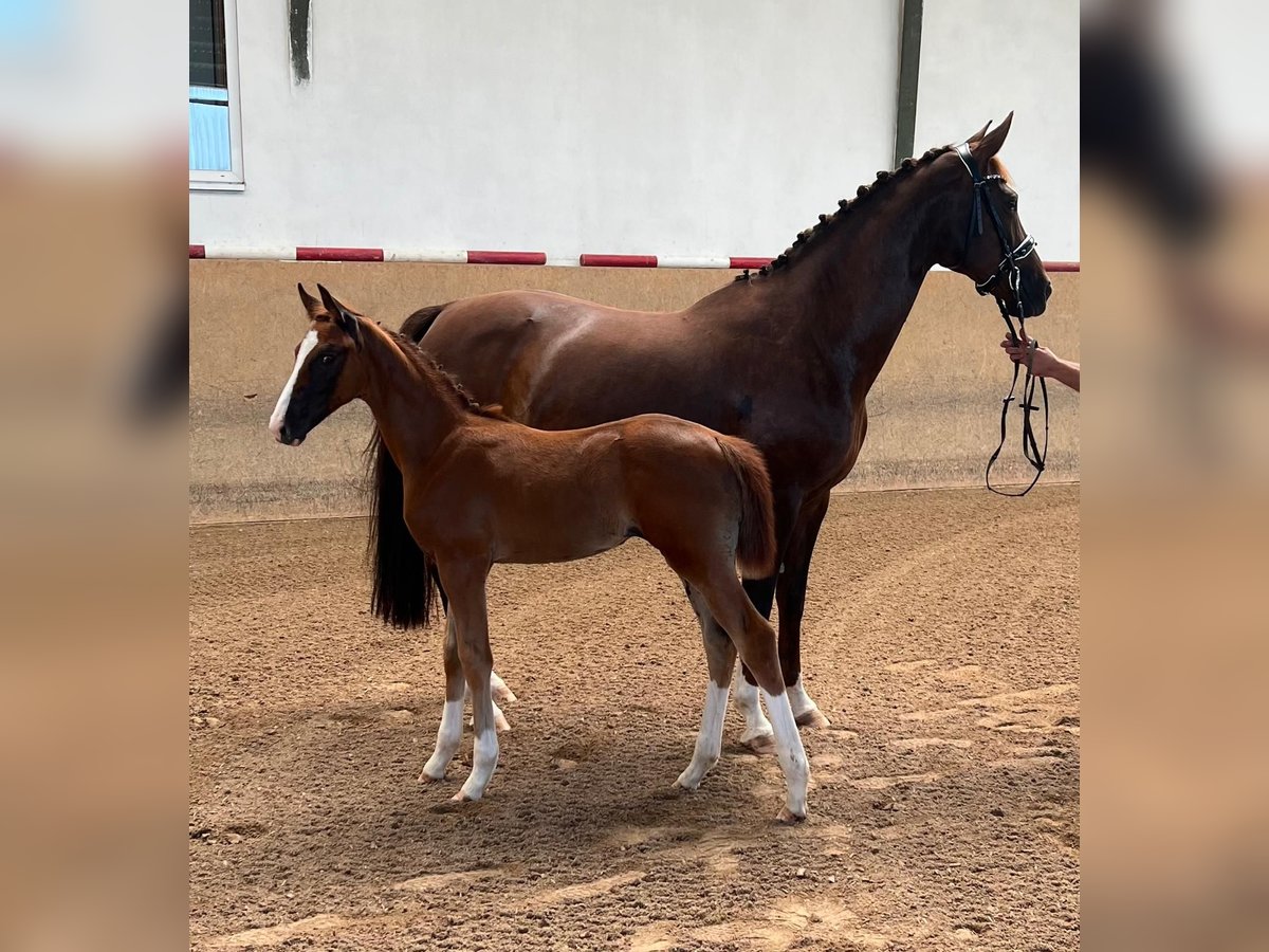 Cheval de sport allemand Jument 1 Année Alezan brûlé in Burgthann