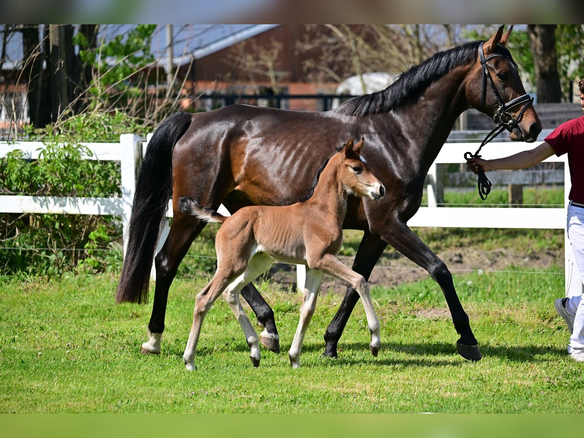 Cheval de sport allemand Jument 1 Année Bai in Schönwalde-Glien