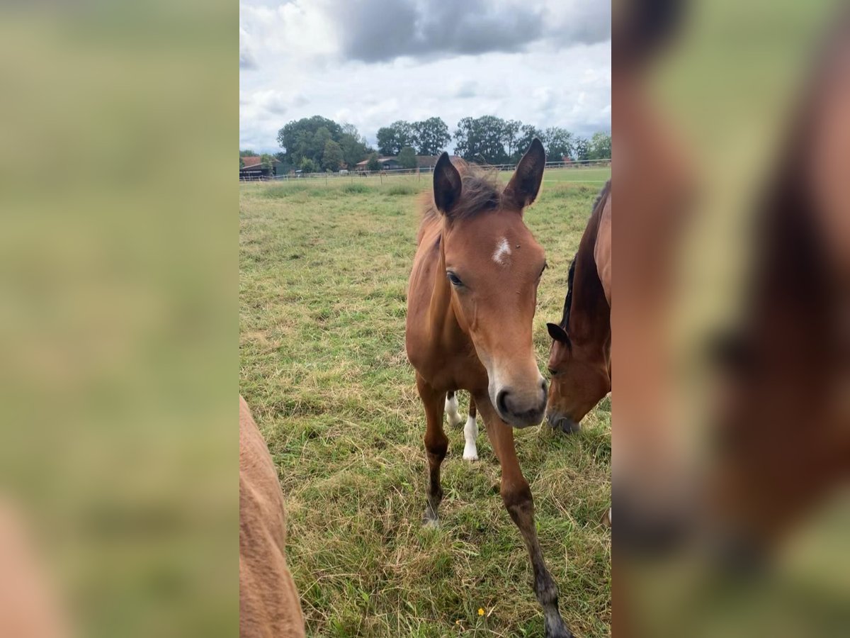 Cheval de sport allemand Jument 1 Année Bai in Verden (Aller)