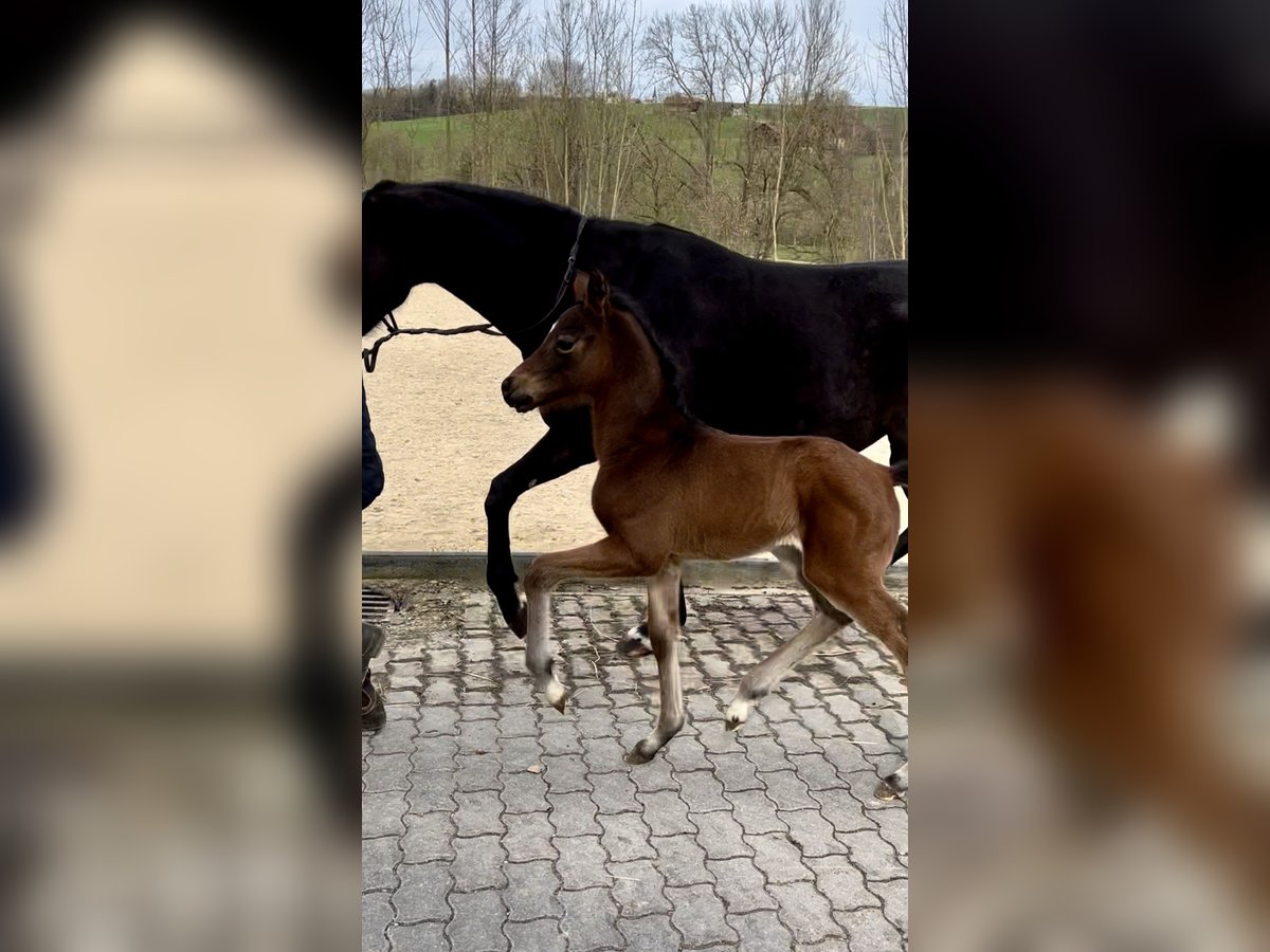 Cheval de sport allemand Jument 1 Année in Reichertsheim