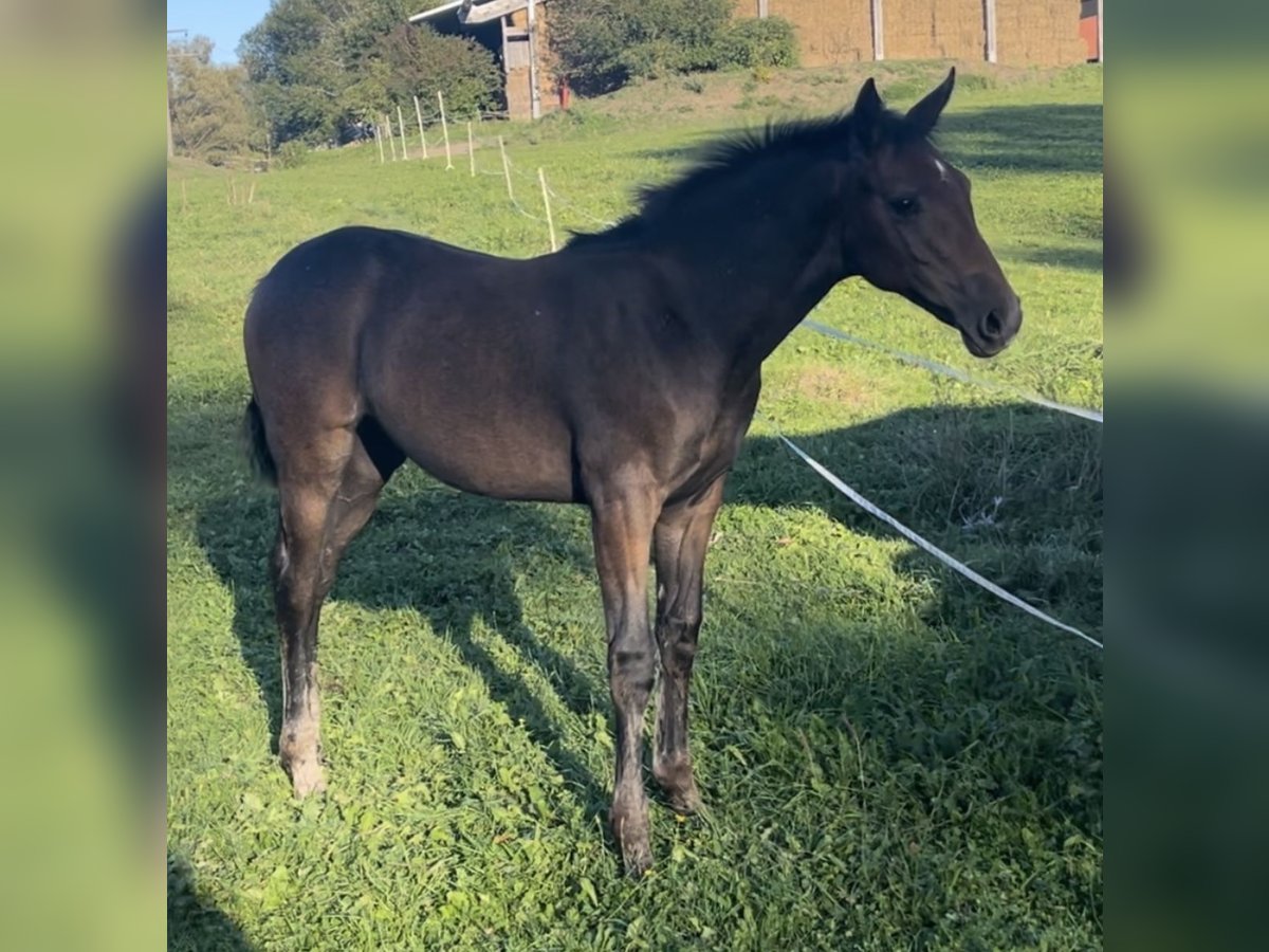 Cheval de sport allemand Jument 1 Année Gris in Empfingen