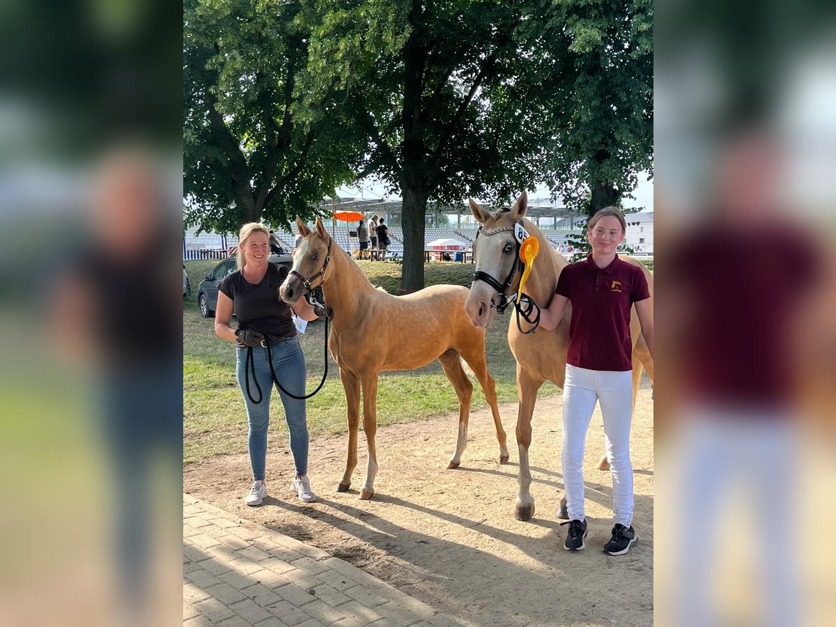 Cheval de sport allemand Jument 1 Année Palomino in Kloster Lehnin