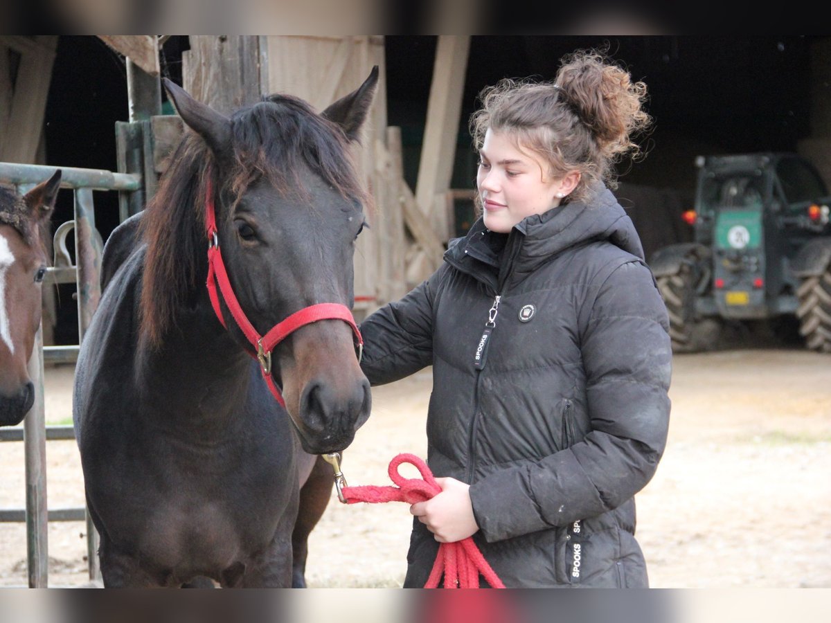 Cheval de sport allemand Croisé Jument 2 Ans 155 cm Bai brun in Buchen (Odenwald)