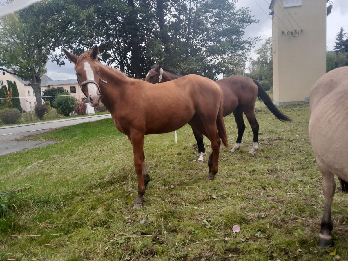 Cheval de sport allemand Jument 2 Ans 163 cm Alezan in Großhartmannsdorf