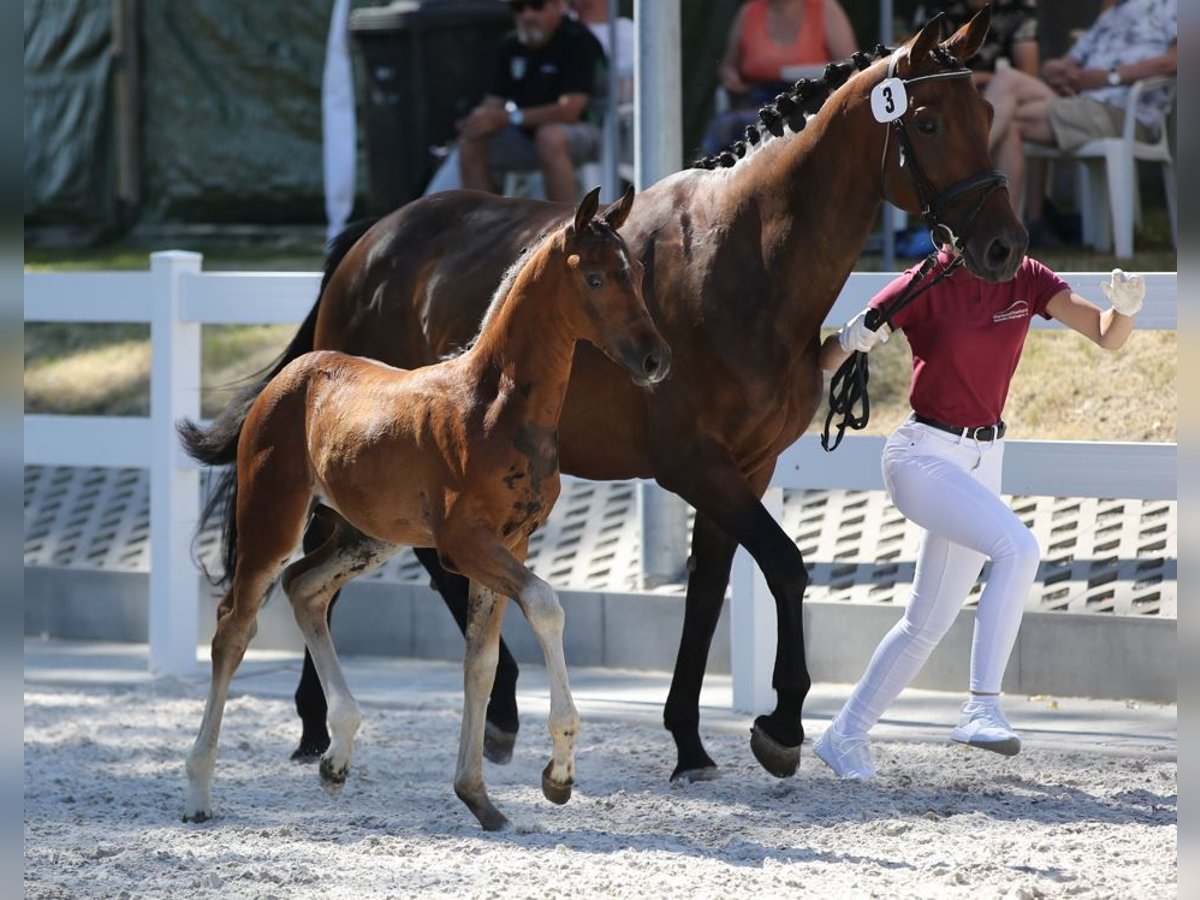 Cheval de sport allemand Jument 2 Ans 164 cm Bai brun in Misserode