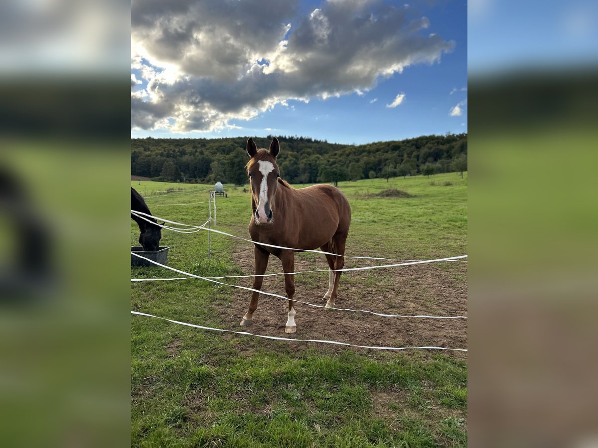 Cheval de sport allemand Jument 2 Ans 165 cm Alezan in Erlensee