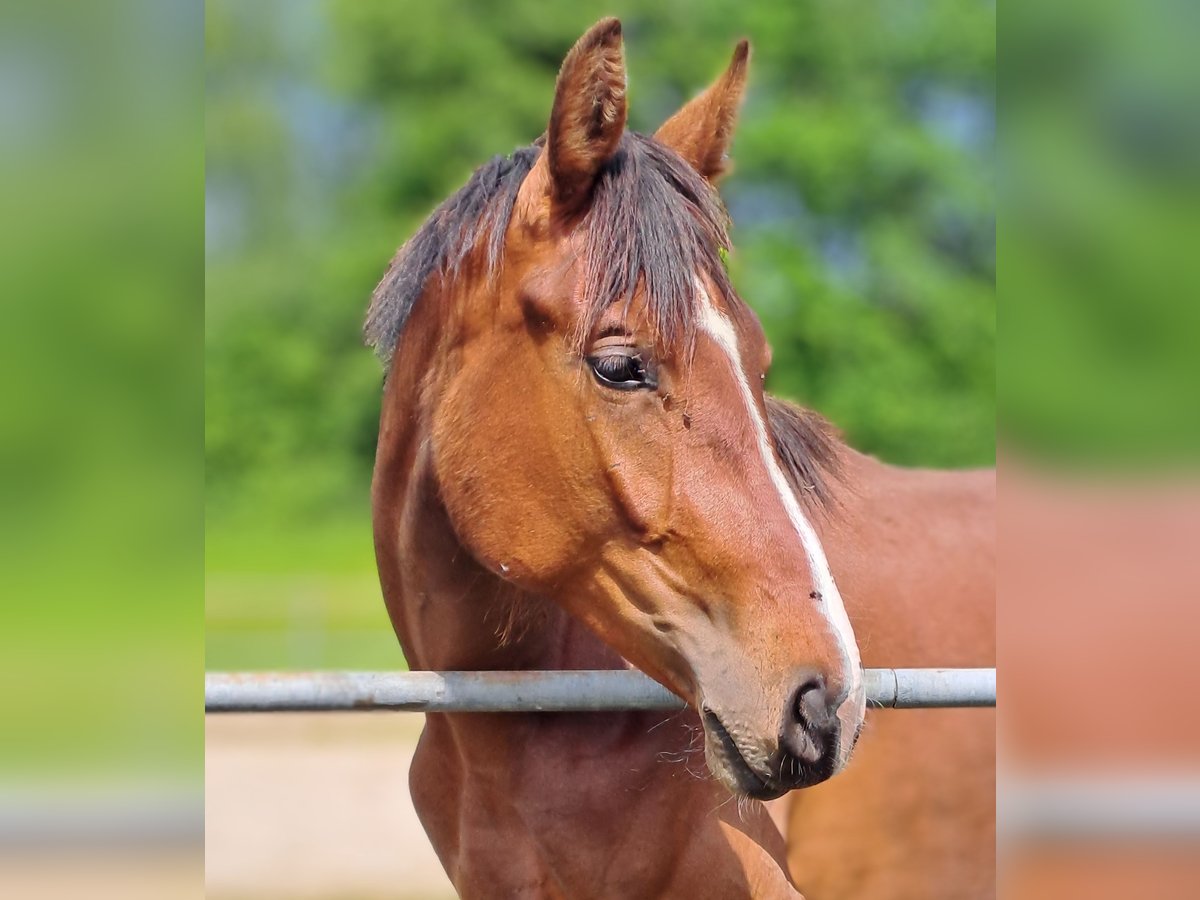 Cheval de sport allemand Jument 2 Ans 168 cm Bai in Stiefenhofen