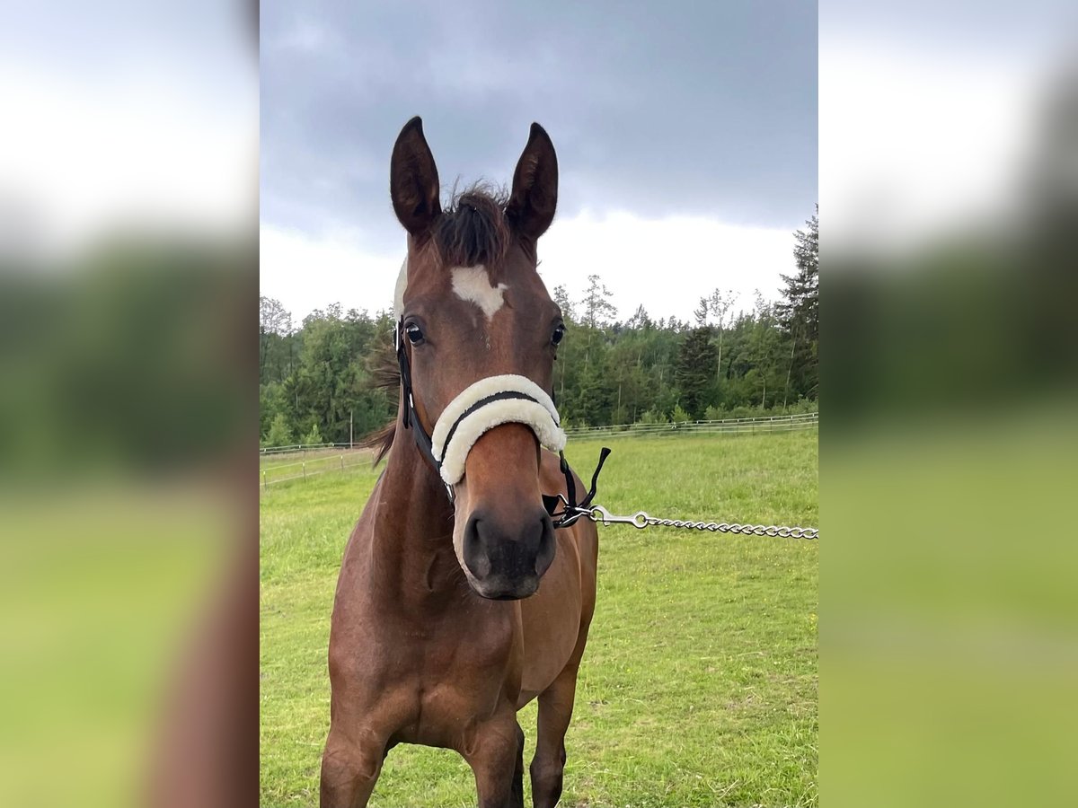 Cheval de sport allemand Jument 2 Ans 170 cm Bai brun in Bad Griesbach im Rottal