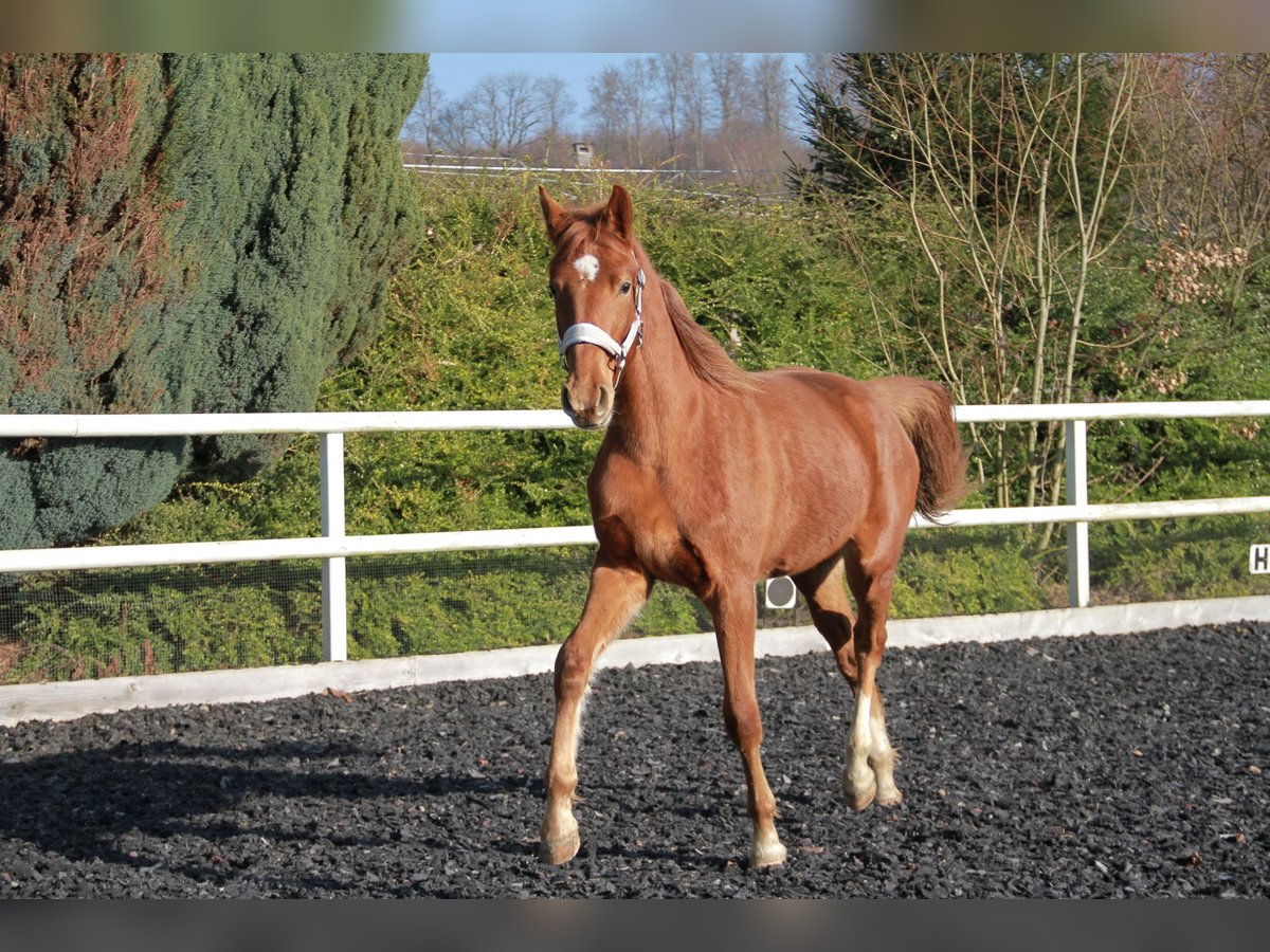 Cheval de sport allemand Jument 2 Ans 172 cm Alezan brûlé in Neckargemünd