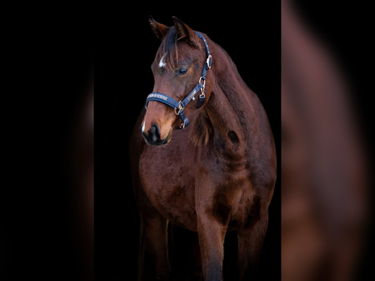 Cheval de sport allemand Jument 2 Ans 172 cm Bai in Marktoberdorf