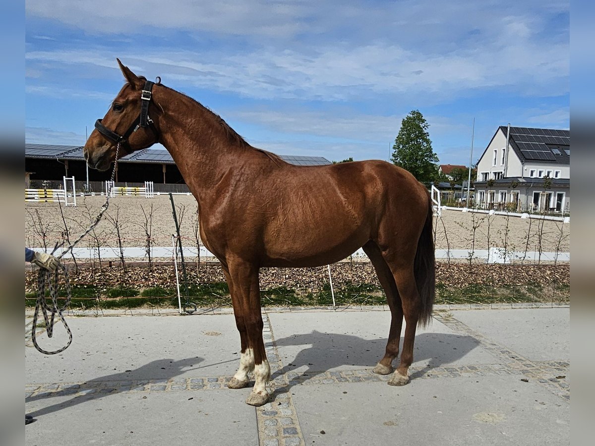 Cheval de sport allemand Jument 2 Ans 175 cm Alezan in Neupotz