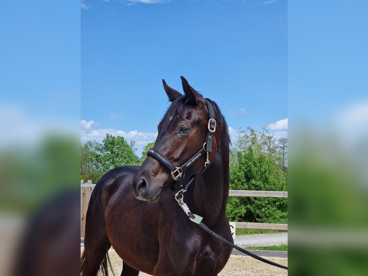 Cheval de sport allemand Jument 2 Ans Bai brun foncé in Bad Griesbach im Rottal