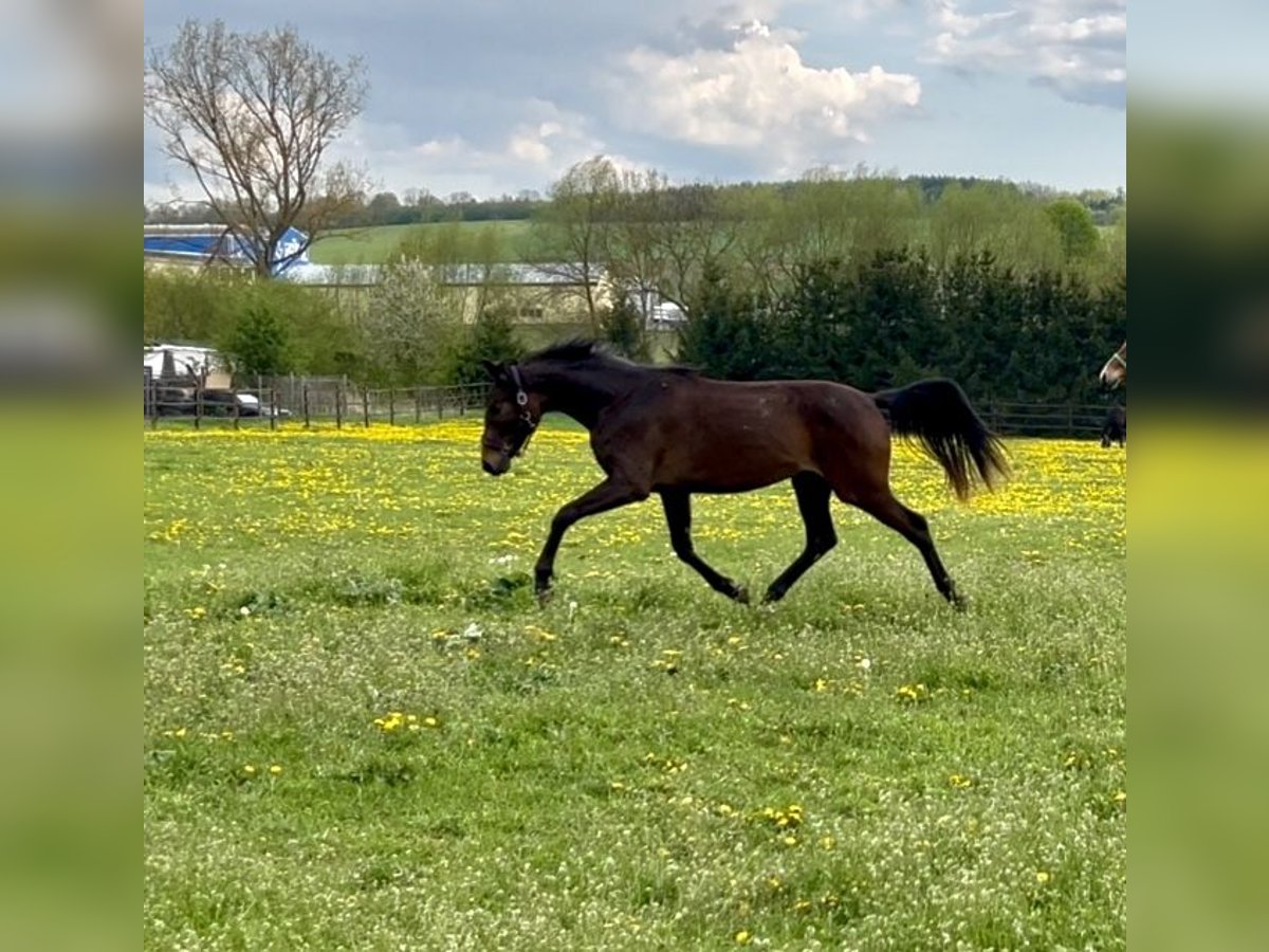 Cheval de sport allemand Jument 2 Ans Bai in Nessetal