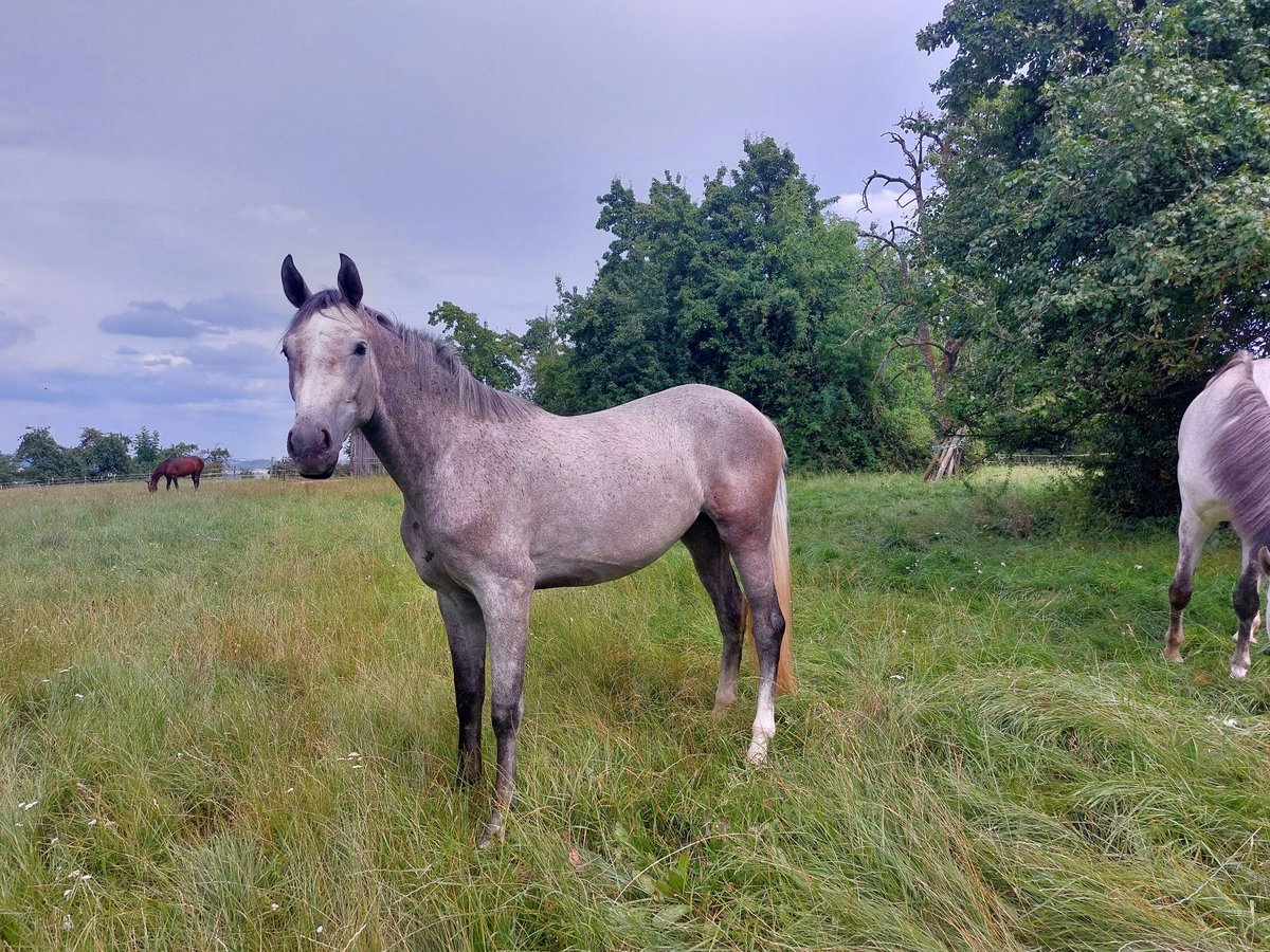 Cheval de sport allemand Jument 2 Ans Gris in Ansbach