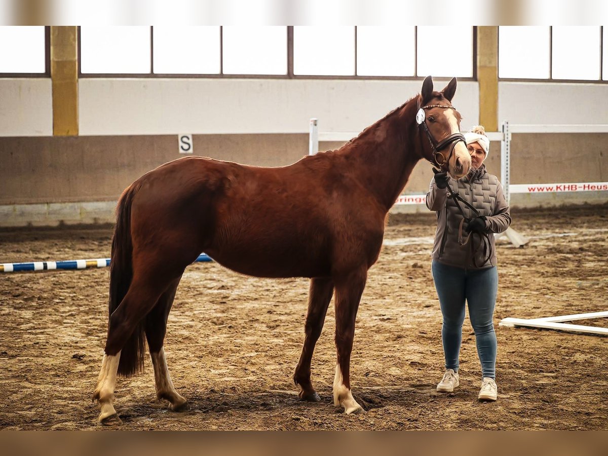 Cheval de sport allemand Jument 3 Ans 157 cm Alezan brûlé in Kraiburg am Inn