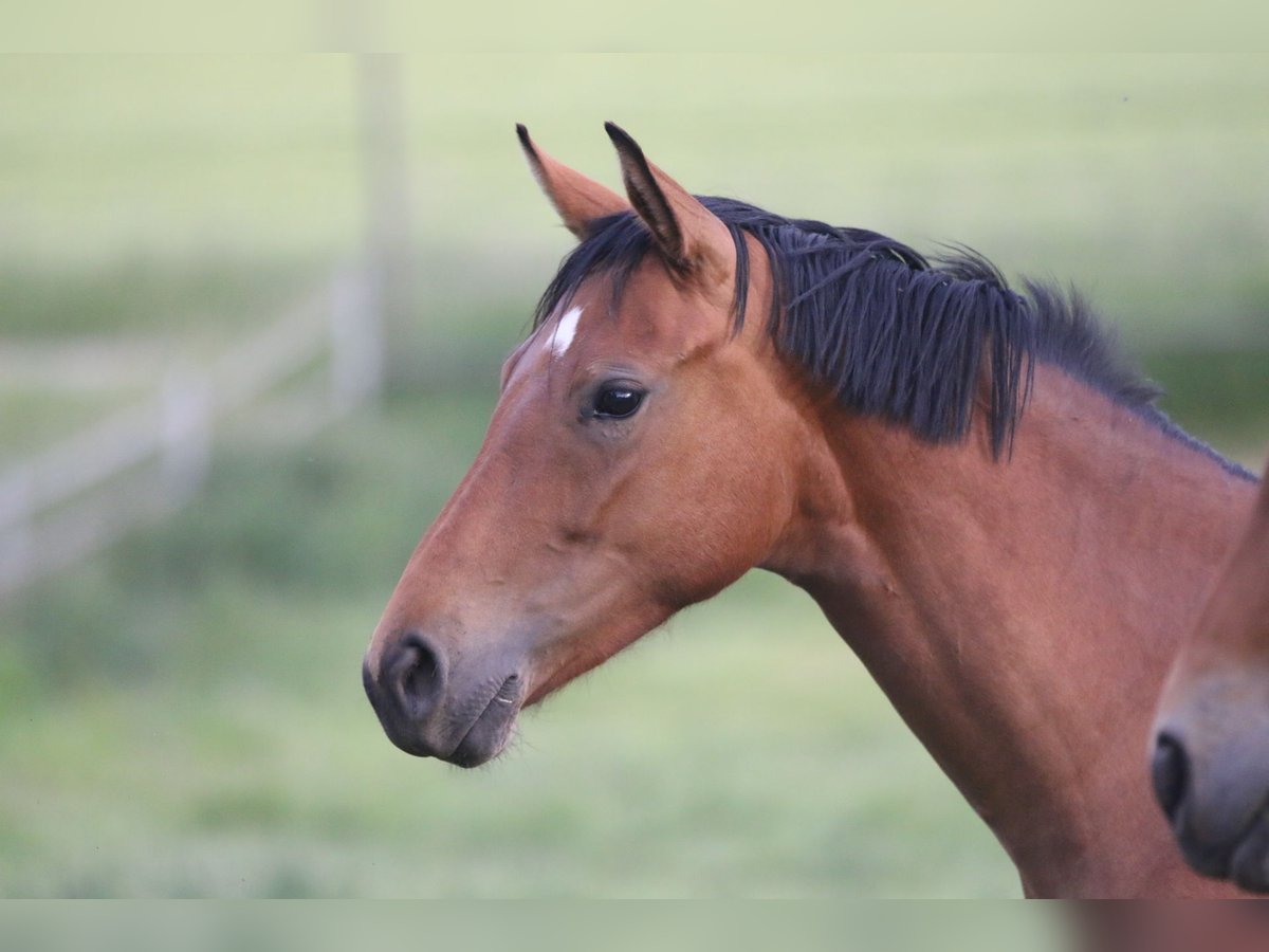 Cheval de sport allemand Jument 3 Ans 158 cm Bai in Au in der Hallertau