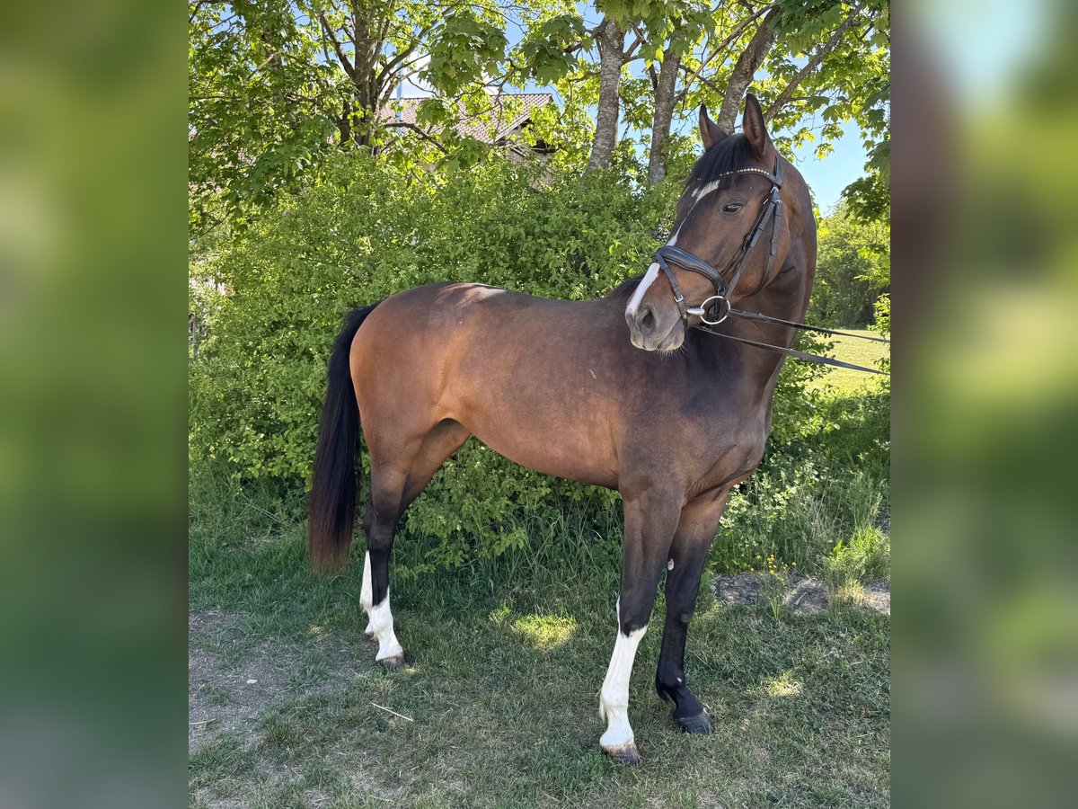 Cheval de sport allemand Jument 3 Ans 159 cm Bai brun in Münsingen