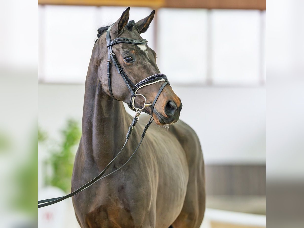 Cheval de sport allemand Jument 3 Ans 160 cm Bai in M&#xFC;nster-Handorf