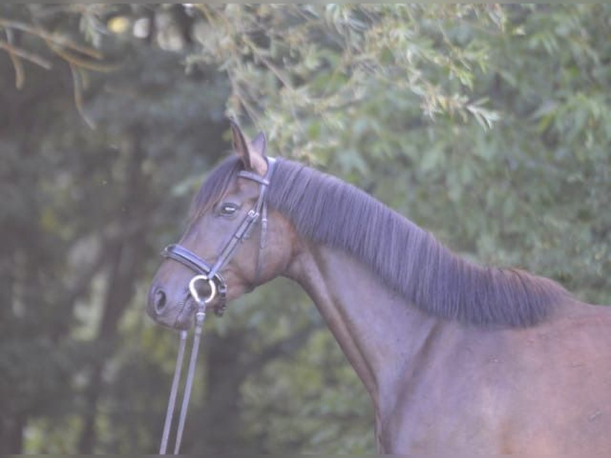 Cheval de sport allemand Jument 3 Ans 164 cm Bai brun foncé in Wiesentheid