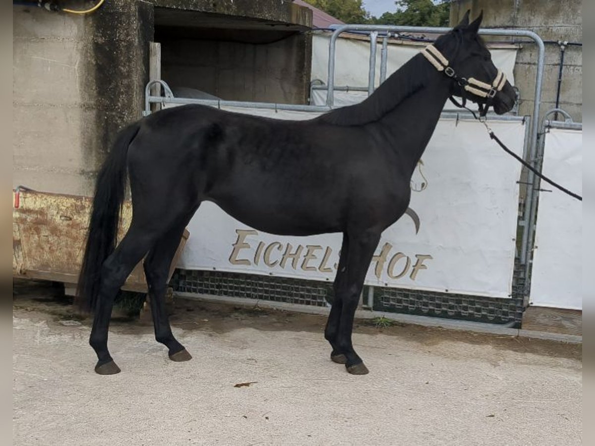 Cheval de sport allemand Jument 3 Ans 164 cm Noir in Bad K&#xF6;nig