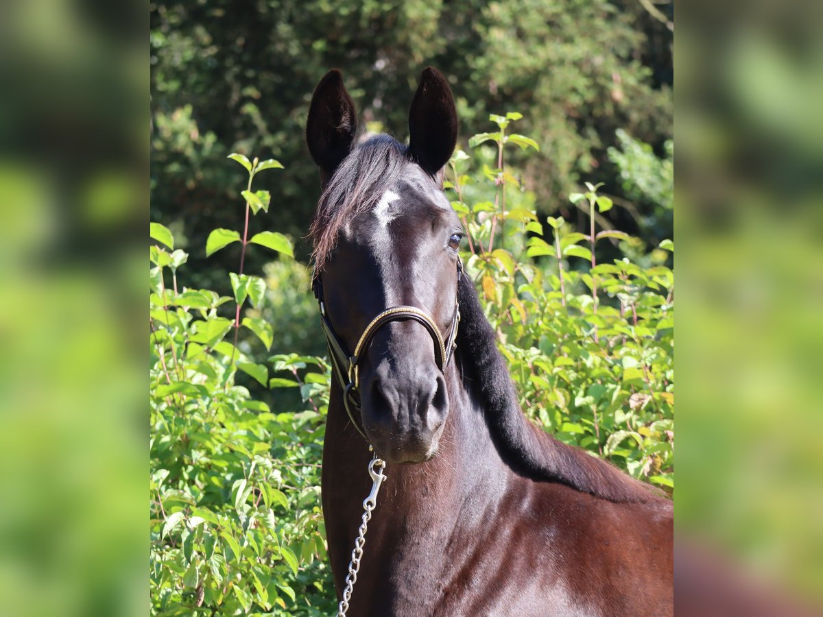 Cheval de sport allemand Jument 3 Ans 164 cm Noir in Bayreuth