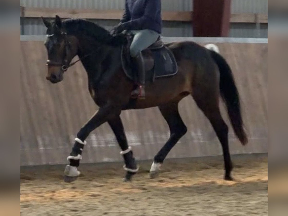 Cheval de sport allemand Jument 3 Ans 165 cm Bai brun in Neubukow