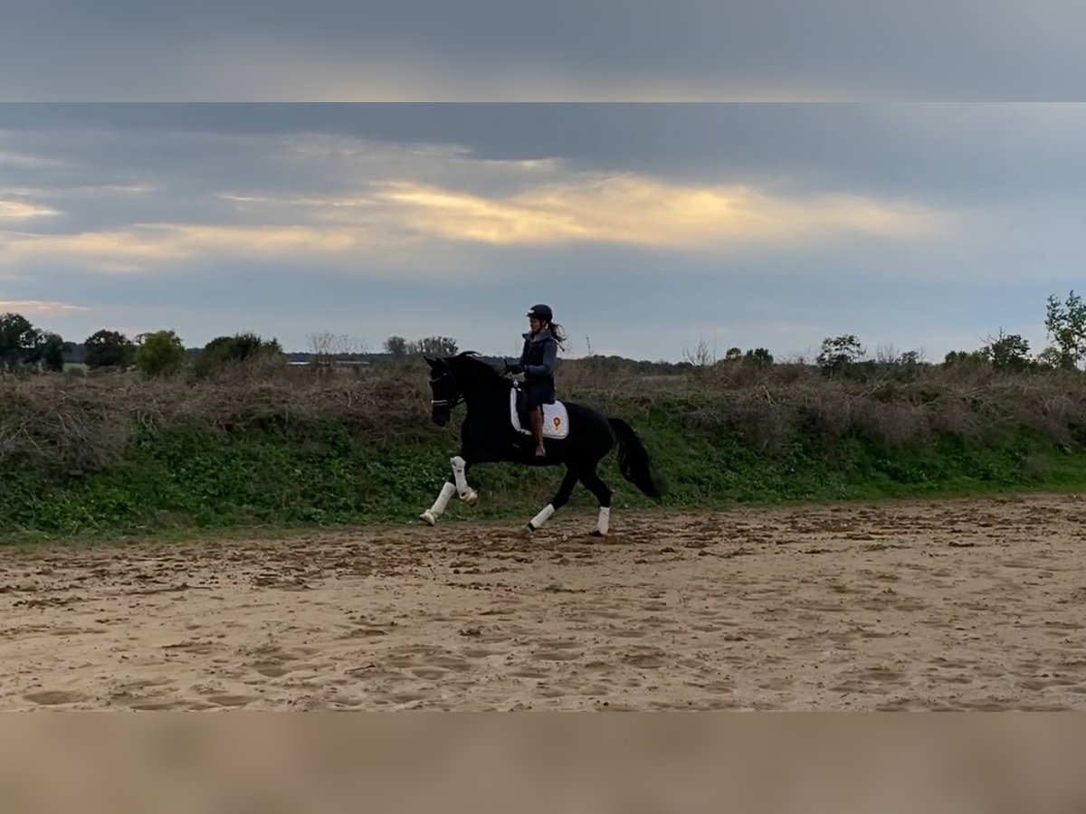 Cheval de sport allemand Jument 3 Ans 165 cm Noir in Rochau