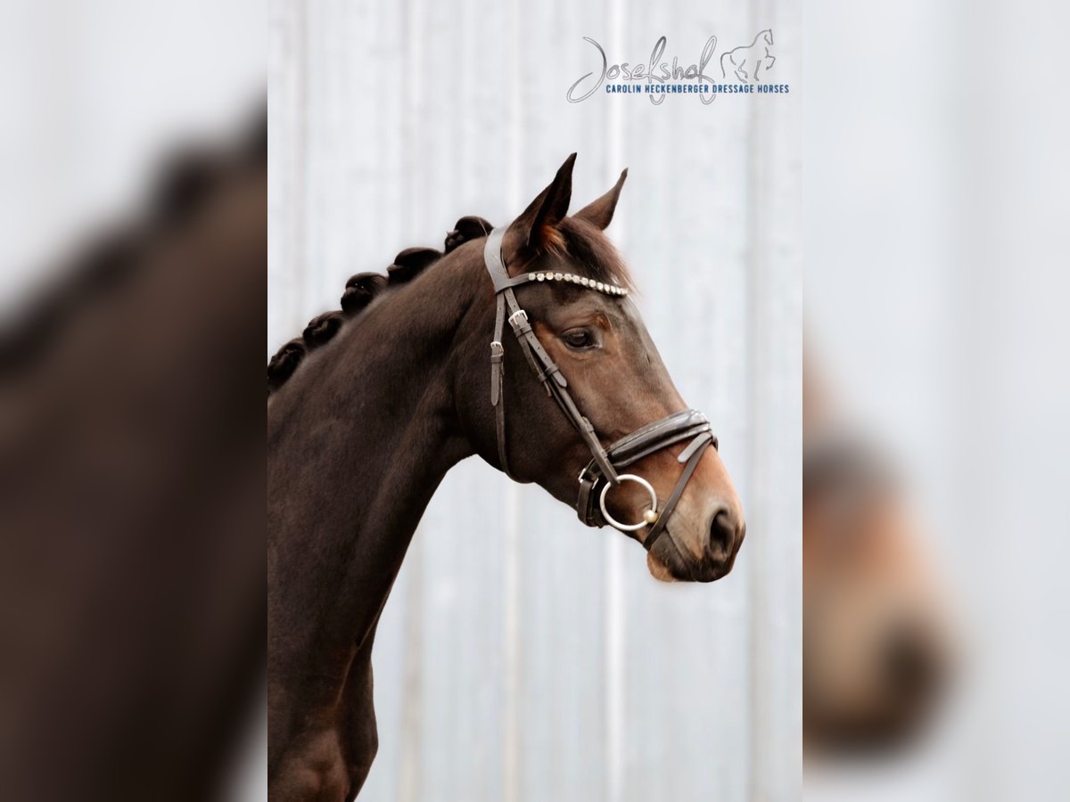 Cheval de sport allemand Jument 3 Ans 166 cm Bai brun foncé in Oberstadion