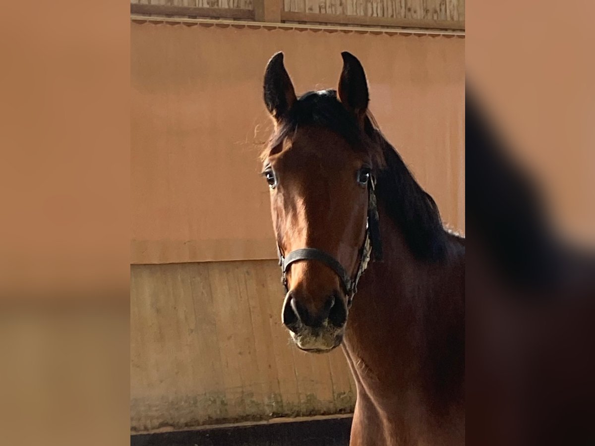 Cheval de sport allemand Jument 3 Ans 168 cm Bai in Balingen