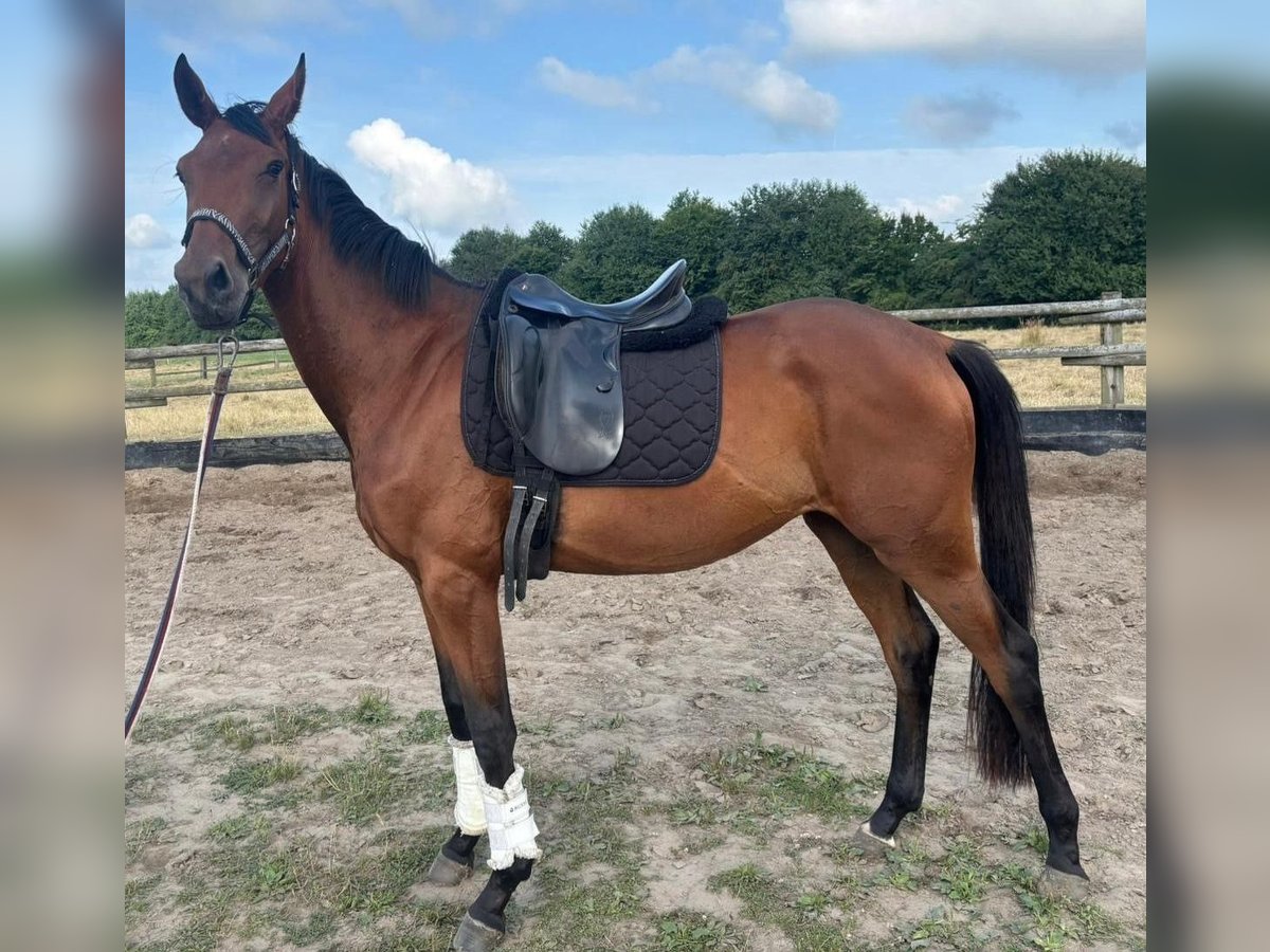 Cheval de sport allemand Jument 3 Ans 168 cm Bai in L&#xFC;dinghausen
