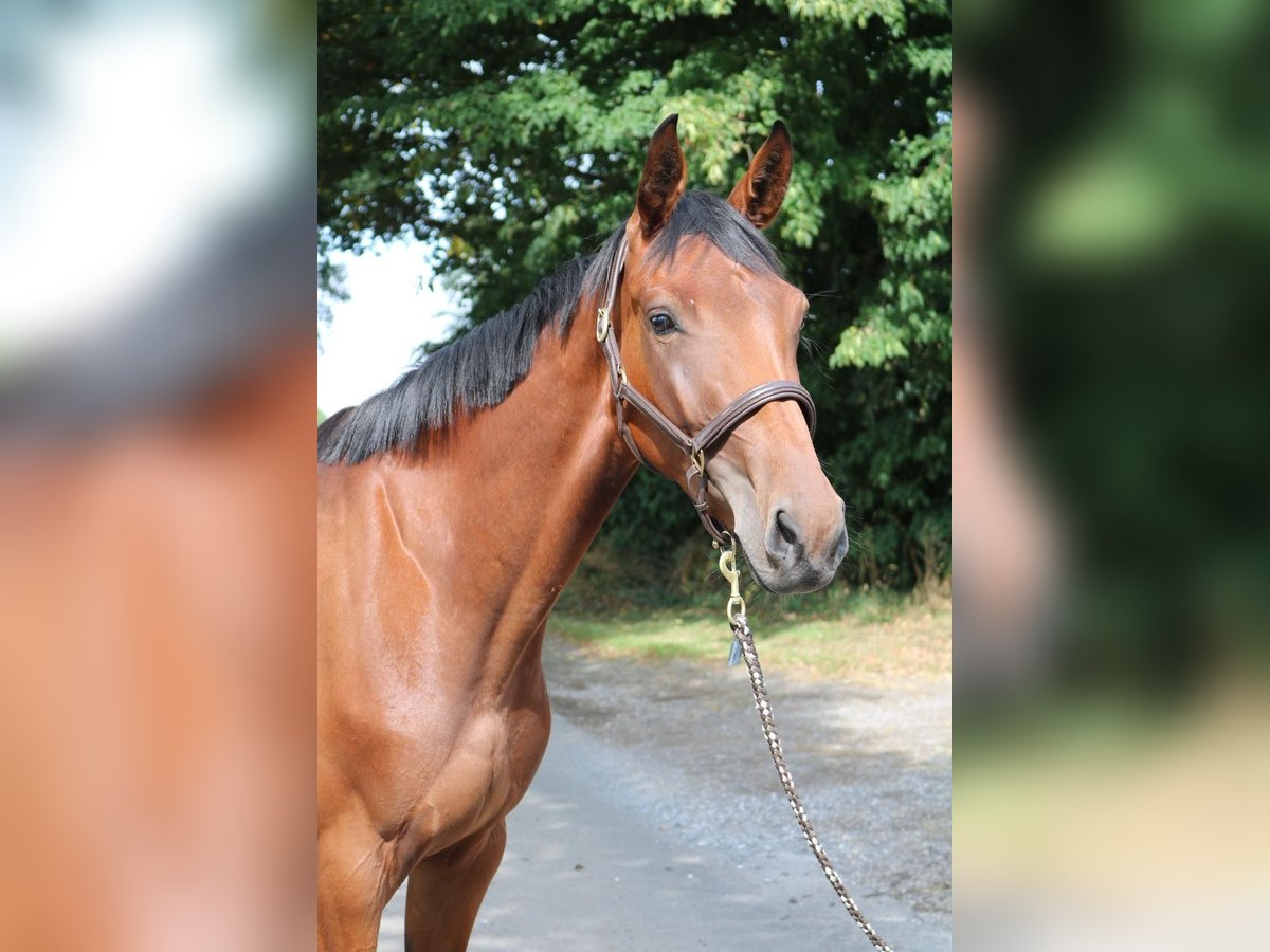 Cheval de sport allemand Jument 3 Ans 168 cm Bai in L&#xFC;dinghausen