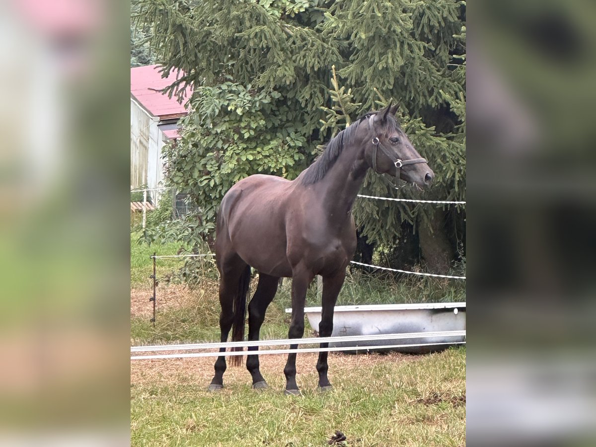 Cheval de sport allemand Jument 3 Ans 168 cm Noir in Renthendorf