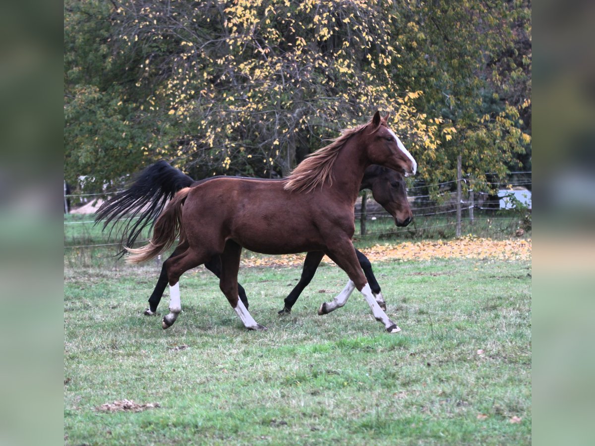 Cheval de sport allemand Jument 3 Ans 170 cm Alezan brûlé in Wandlitz