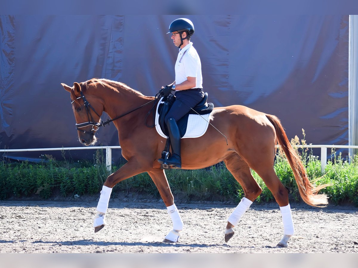 Cheval de sport allemand Jument 3 Ans 170 cm Alezan in Hohen Neuendorf