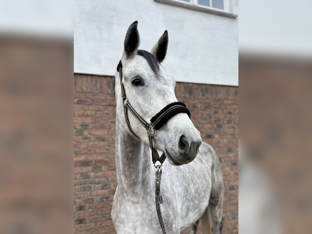 Cheval de sport allemand Jument 3 Ans 170 cm Gris pommelé in Niederkassel