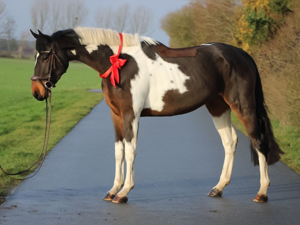 Cheval de sport allemand Jument 3 Ans 170 cm Pinto in Groß Roge