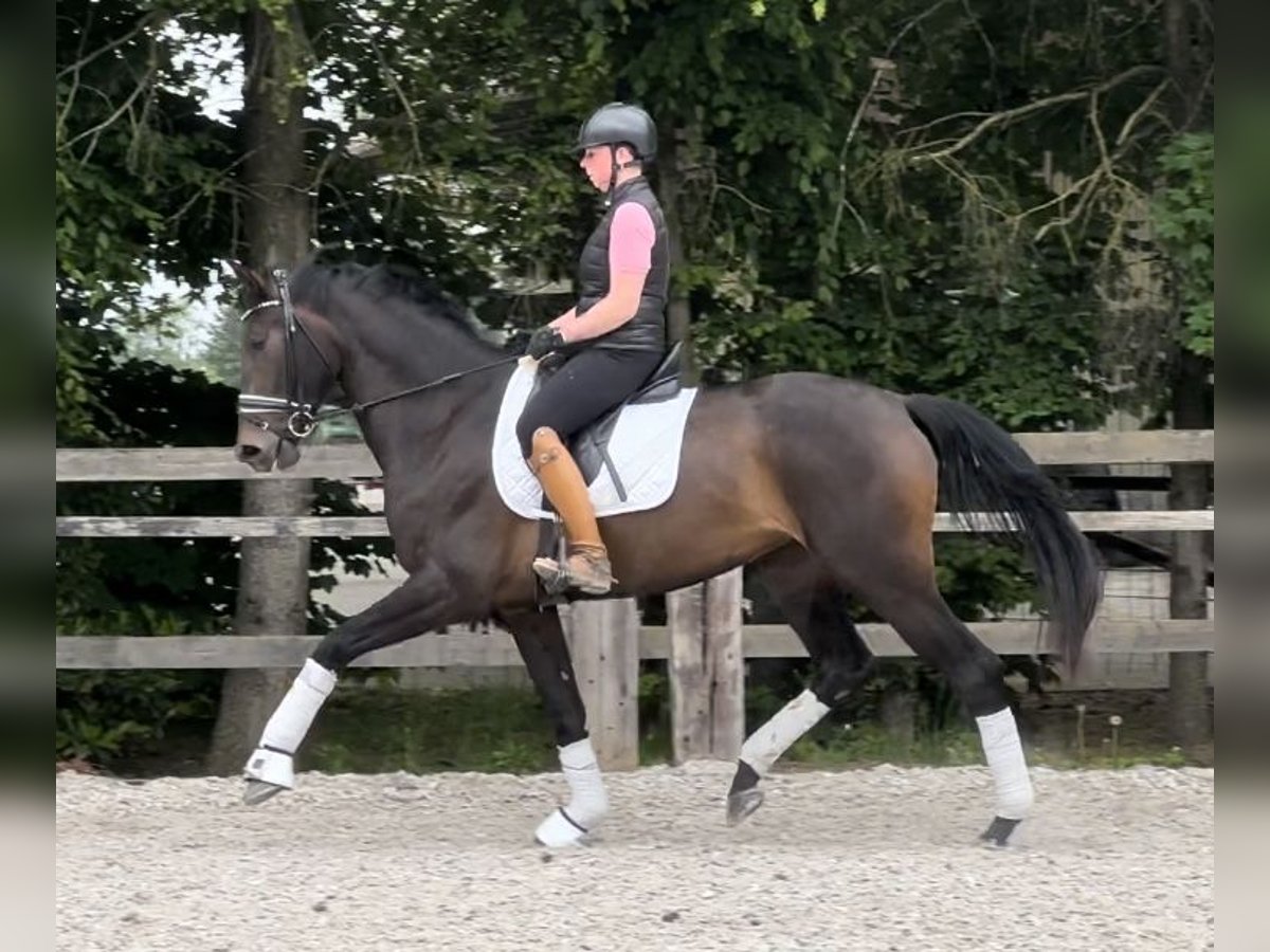Cheval de sport allemand Jument 3 Ans 174 cm Bai brun in UbstadtWeiher